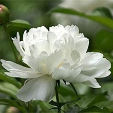 大垵堂本草 · 道地藥材丨白芍
